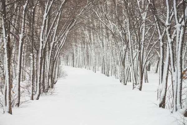 公园内树枝之间的雪隧道紧随其后 雪白的背景与小巷在树林 冬季树木在降雪时有霜冻的路径 雪落了 大气冬季景观 — 图库照片