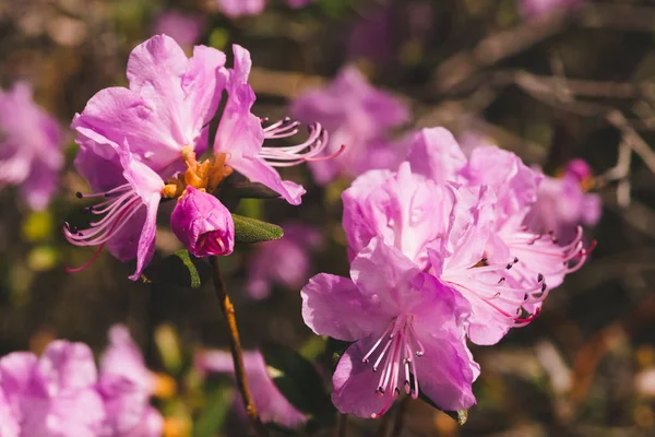 Güzel Pembe Ledum Yakın Çiçeklenme Rhododendron Ledebourii Nin Büyük Çiçeği — Stok fotoğraf