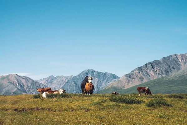 Koeien Grazen Vallei Het Dal Tegen Prachtige Reuzen Bergen Zonnige — Stockfoto
