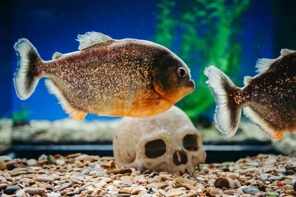 Piranhas Schweben Auf Dem Hintergrund Eines Menschlichen Schädels Pygocentrus Nattereri — Stockfoto