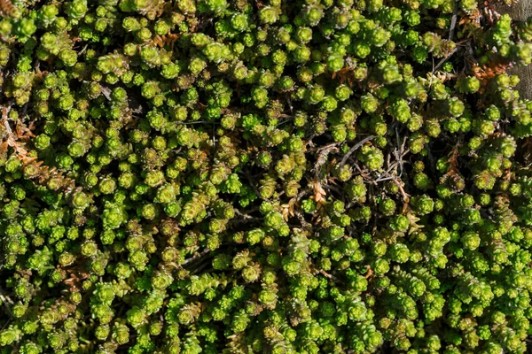Pequenas Suculentas Verdes Coberto Chão Belo Sedum Macro Antecedentes Plantas — Fotografia de Stock
