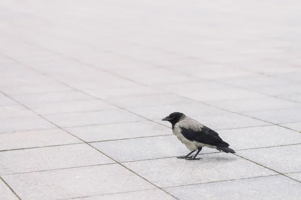 Small Black Crow Walks Gray Sidewalk Copy Space Background Pavement — Stock Photo, Image