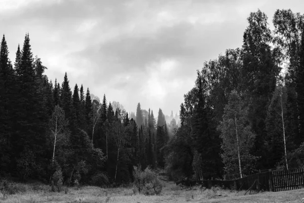 Gloomy Atmosphere Evening Dark Forest Grayscale High Firs Pines Fog — Stock Photo, Image