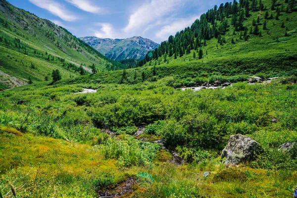 Güneşli Bir Günde Yayla Zengin Bitki Örtüsü Arasında Yeşil Vadide — Stok fotoğraf