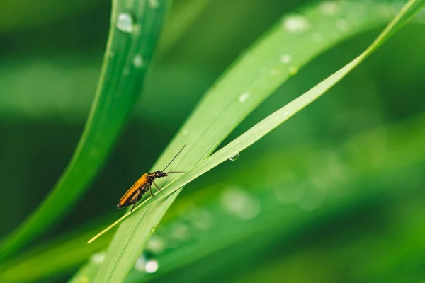 鮮やかな光沢のある緑の草の上に小さなカブトムシセラムビシデは 露がコピースペースでクローズアップドロップします 純粋で 快適な 素敵な緑は マクロで日光の下に雨滴 雨天の緑の植物 — ストック写真