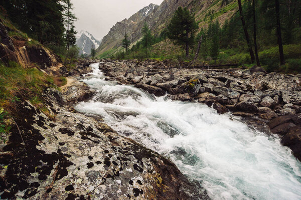 Прекрасный быстрый поток воды из ледника в дикой горной бухте с большими мокрыми камнями. Удивительный живописный пейзаж с лесом и снежными горами на заднем плане. Атмосферные пейзажи высокогорья
.