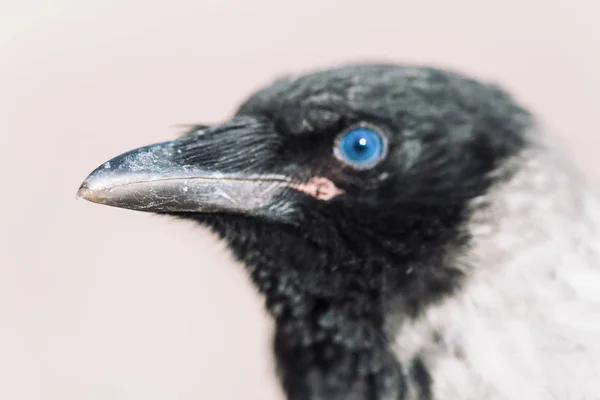 Cabeça Corvo Jovem Fundo Cinza Retrato Corvo Perto Aves Urbanas — Fotografia de Stock