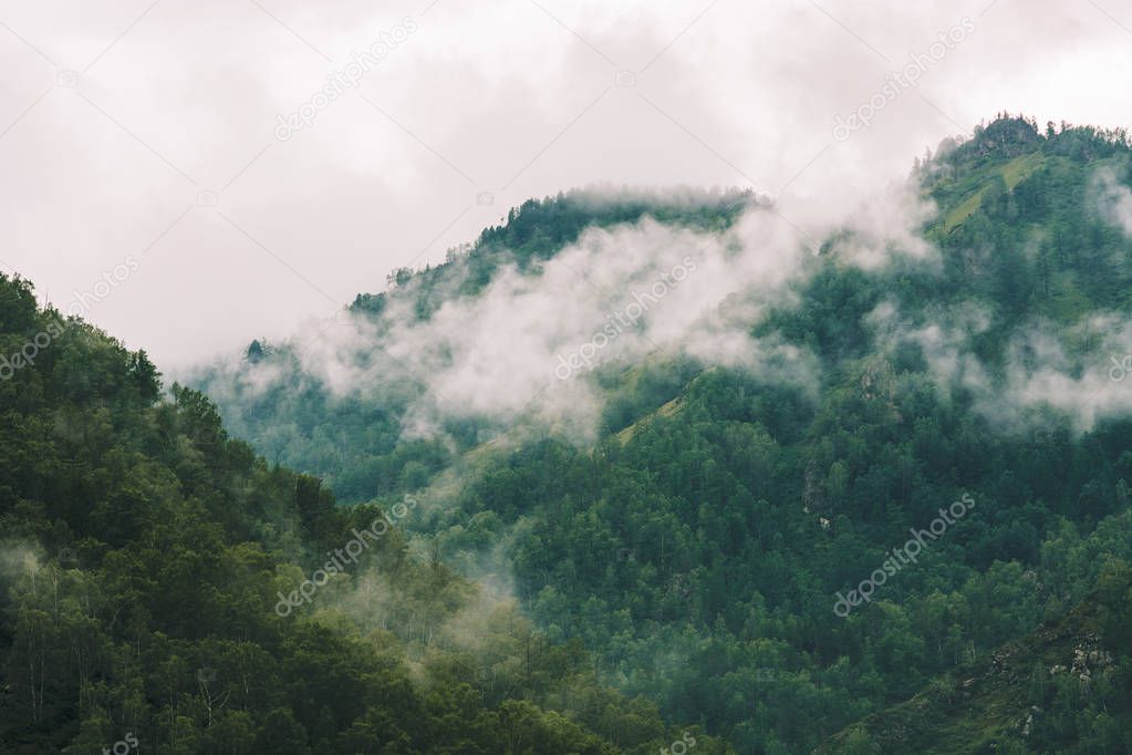 Thick fog in mountains with copy space on mist. Vintage foggy landscape of majestic nature in faded green tones in hipster style. Opaque haze among hills.