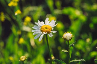 Yağışta papatya yakın. Papatya makro şiddetli yağmurda. Marguerite sağanak ta arıyor. Güzel çiçeğin üzerine ıslak damlalar. Damlacıklar içinde zengin canlı yeşil çim. Yağmur damlalarında bitkilerle arka plan.