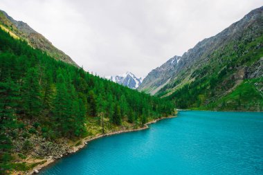 Buzuldan hızlı dağ deresi vadideki masmavi dağ gölüne akar. Kozalaklı ormanı olan inanılmaz dağlar. Dağ yamacında karaçam ağaçları. Yaylaların görkemli doğasının canlı yeşil manzarası.