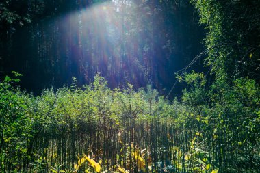 Erken sonbaharda orman zengin bitki örtüsü. Gün ışığında ormanlık kemer. Çim, çalılar, ağaçlar ile renkli şaşırtıcı güneşli manzara. Herbage doğal doku. İnanılmaz doğa.