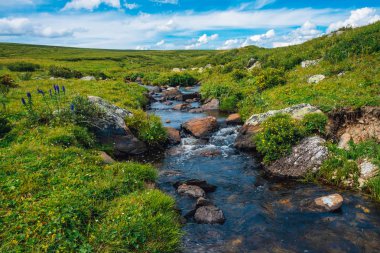 Güneşli bir günde yeşil vadide kaynak suyu akışı. Zengin yayla bitkisi. Dağ deresi yakınlarında inanılmaz dağlık bitki örtüsü. Harika cennet manzara. Paradisiacal güneşli pitoresk sahne.