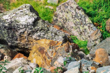 Pika kemirgen, dağlık bölgelerdeki taşların üzerinde. Renkli kayalık tepede küçük meraklı hayvan. Dağlarda pitoresk kayalar üzerinde küçük kabarık sevimli memeli. Büyük kulaklı küçük fare. Küçük çevik pika.