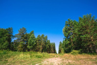 Güneş ışığında iğne yapraklı ağaçlar arasında glade kir yol. Güneşli bir günde kozalaklı ormanda Çayır. Mavi berrak gökyüzü altında zengin bitki örtüsü. Güzel görkemli pitoresk doğa. Harika yeşil manzara.