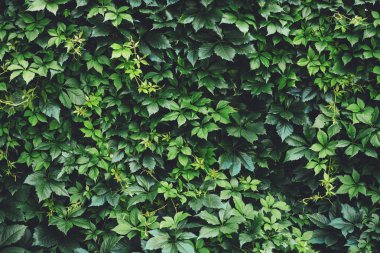 İlkbaharda büyük yeşil yaprakların çit. Parthenocissus henryana yeşil çit. Kız sıcağına üzümlerin doğal arka planı. Parthenocissus inserta çiçek dokusu. Zengin yeşillik. Botanik bahçesinde bitkiler.