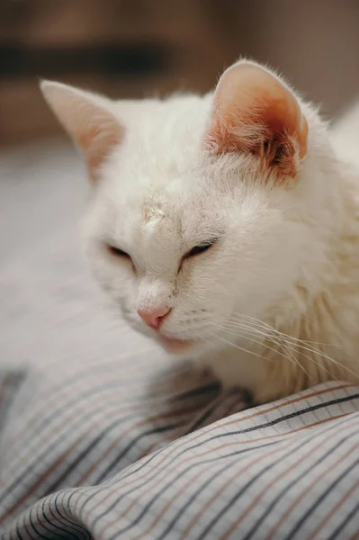 Gato Branco Está Cama — Fotografia de Stock