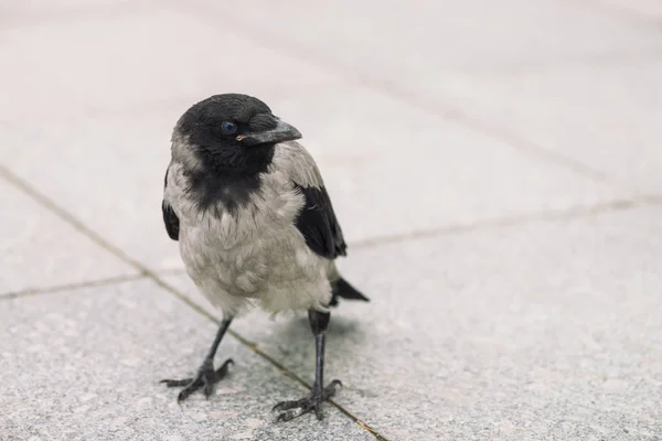 小さな黒いカラスは コピースペースで灰色の歩道を歩きます 小さなカラスと舗装の背景 アスファルト上の野鳥のステップ 都市動物の捕食動物 鳥のくちばしがクローズアップ — ストック写真