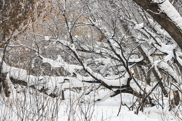 公园内树枝之间的雪道紧随其后 树林中的雪白背景 冬季树木在降雪时有霜 雪落了 大气森林景观 — 图库照片