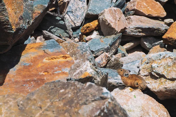 Pika Hlodavec Kamenech Horách Malé Kuriózní Zvíře Barevném Skalnatém Kopci — Stock fotografie