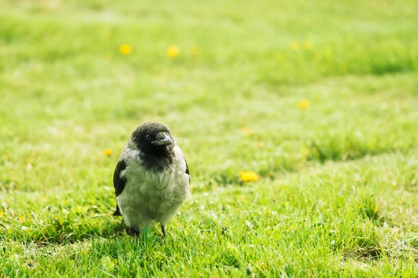 Cuervo Negro Camina Sobre Césped Verde Con Espacio Copia Cuervo —  Fotos de Stock