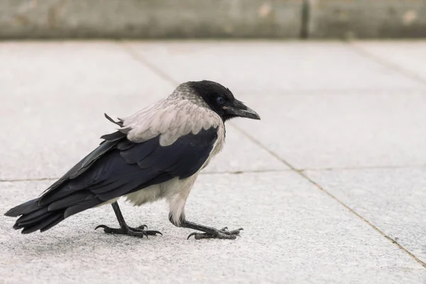 Pequeño Cuervo Negro Camina Acera Gris Con Espacio Copia Fondo —  Fotos de Stock