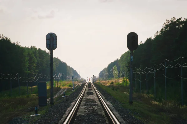 Mistik Tren Orman Boyunca Demiryolu Ile Seyahat Eder Demiryolu Trafik — Stok fotoğraf