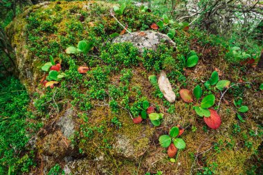 Bergenia crassifolia yeşil ve kırmızı yaprakları yakın. İnanılmaz bitki kopya alanı ile kaya üzerinde yetişir. Yaylaların zengin bitki örtüsü. Dağ bitkisi. Detaylı doğal arka plan. Harika doğa.