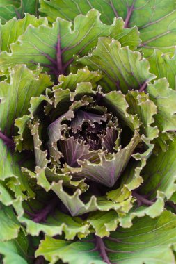 Makro lahana yaprakları ayrıntılı desen. Kopya alanı ile yararlı sebze Amazing arka plan. Kale üst görünümü yakın çekim.