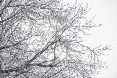 Beyaz gökyüzü arka planında donmuş dallar. Kışın boğuk buz ile karlı ağaç dalları. Beyaz kar yakın çekim ile bitkiler. Kopya alanı ile atmosferik orman manzara. Kar yağışı hava.