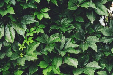 İlkbaharda büyük yeşil yaprakların çit. Parthenocissus henryana yeşil çit. Kız sıcağına üzümlerin doğal arka planı. Parthenocissus inserta çiçek dokusu. Zengin yeşillik. Botanik bahçesinde bitkiler.
