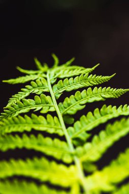 Eğrelti otu nun büyük yeşil yaprakları yakın çekim. Kopya alanı ile büyük yeşillik ayrıntılı arka plan. Polypodiales dokulu yaprak.
