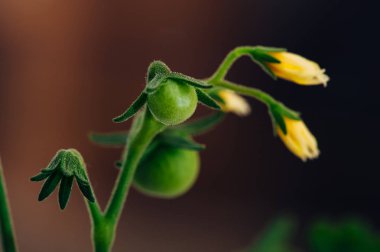 Bahar fidesi. Küçük yeşil domates ve sarı çiçekler yakın çekim
