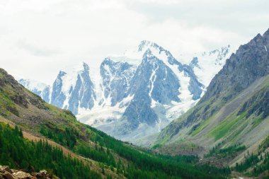 Kozalaklı ormanın arkasındaki harika buzulun manzarası. Bulutlu gökyüzü altında dev inanılmaz karlı dağ aralığı. Büyük kayalık dağ yamacı. Yaylaların zengin bitki örtüsü. Görkemli doğanın atmosferik manzarası