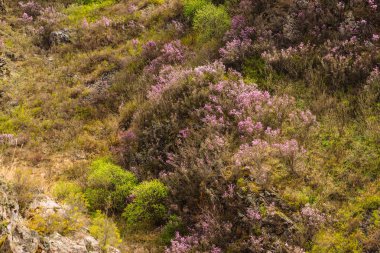 Yeşil ağaçlar ve pembe çiçekler ile güzel kayalık gri dokulu arka plan. Yüzey dağ uçurumu yakın çekim.