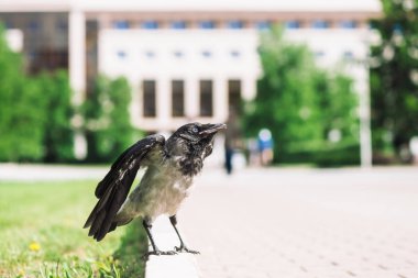 Siyah karga kopya alanı ile bokeh şehir binasının arka planda gri kaldırım yakınında sınırda yürüyor. Yeşil çimenlerin yanında kaldırımda kuzgun. Asfalttaki yabani kuş yakın çekim. Şehrin yırtıcı hayvanı.