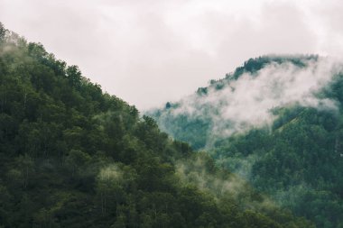 Sis üzerinde kopya alanı ile dağlarda kalın sis. Hipster tarzında soluk yeşil tonları görkemli doğanın Vintage sisli manzara. Tepeler arasında opak pus.