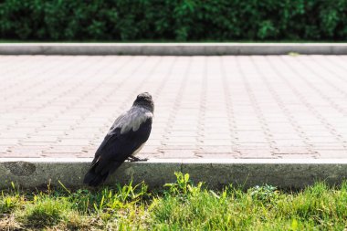Siyah karga kopya alanı ile yeşil çim arka plan üzerinde gri kaldırım yakınında sınırda yürüyor. Kaldırımda kuzgun. Asfaltta vahşi kuş. Şehir faunasının yırtıcı hayvanı. Kuşun tüyleri yakın.