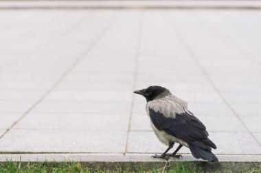 Siyah karga kopya alanı ile yeşil çim arka plan üzerinde gri kaldırım yakınında sınırda yürüyor. Kaldırımda kuzgun. Asfalt üzerinde yabani kuş adımları yakın. Şehir faunasının yırtıcı hayvanı.