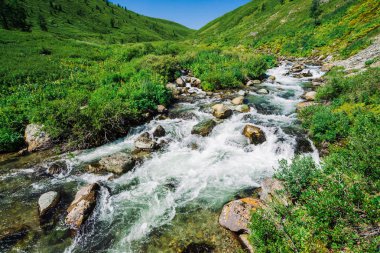 Güneşli bir günde yayla zengin bitki örtüsü arasında yeşil vadide Dağ deresi. Canlı yeşillikler ve mavi berrak gökyüzü altında ağaçlar arasında hızlı su akışı. Görkemli Altay doğanın amazing dağ manzara.