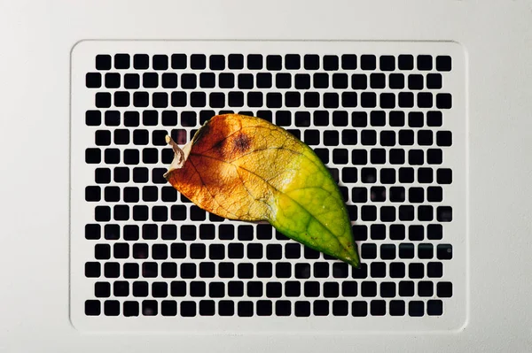 A half-withered leaf on a rectangular lattice. White textural background. Conceptual photography. Pattern. Technology & Life is nature. Mock-up