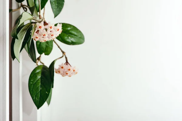 Sekelompok Bunga Hoya Halus Pada Latar Belakang Putih Pola Mock — Stok Foto