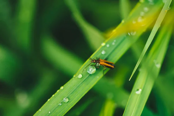 Pequeno Besouro Cerambycidae Grama Verde Vívida Brilhante Com Gotas Orvalho — Fotografia de Stock