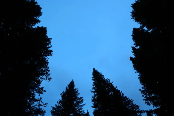 Dark Silhouettes High Pines Spruces Upwards Background Clear Dark Blue — Stock Photo, Image