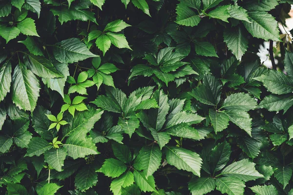 İlkbaharda büyük yeşil yaprakların çit. Parthenocissus henryana yeşil çit. Kız sıcağına üzümlerin doğal arka planı. Parthenocissus inserta çiçek dokusu. Zengin yeşillik. Botanik bahçesinde bitkiler.