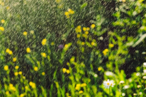 降雨量中的洋甘菊 菊花在大雨中 玛格丽特在大雨中 美丽的花上的湿滴 水滴中富含鲜艳的绿草 带复制空间的雨滴植物背景 — 图库照片