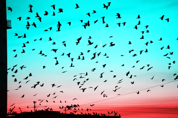 Grupper Fåglar Som Flyger Över Taket Vid Solnedgången Månens Bakgrund — Stockfoto