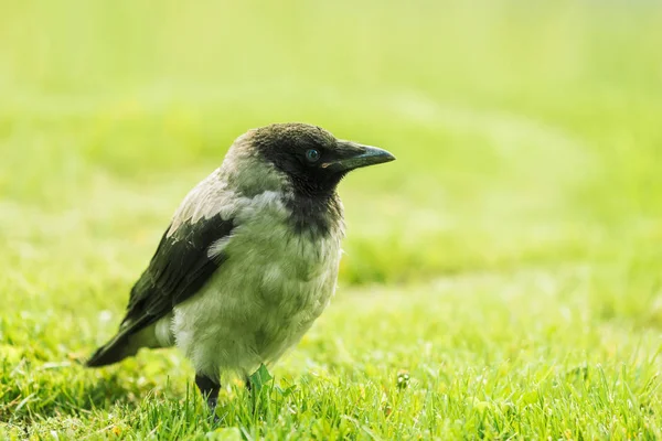 Cuervo Negro Camina Sobre Césped Verde Con Espacio Copia Cuervo —  Fotos de Stock