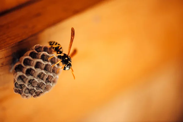Kleine Wespen Schützen Ihre Waben Makro Gefährliches Gelb Schwarz Gestreiftes — Stockfoto