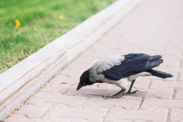 Cuervo Negro Camina Acera Gris Cerca Del Borde Fondo Hierba —  Fotos de Stock