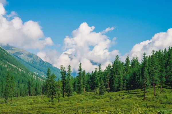 Prachtige Enorme Wolk Gigantische Bergen Achter Naald Bos Heuvel Onder — Stockfoto